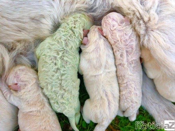 Cão nasce com cor verde