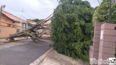 Árvore cai e interdita trânsito