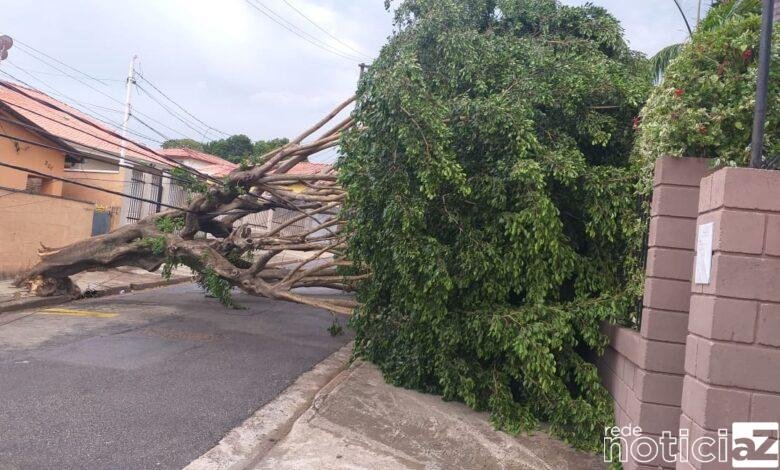 Árvore cai e interdita trânsito