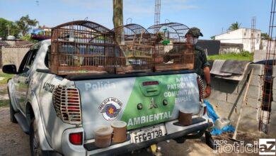 Polícia Ambiental faz operação contra caça de aves
