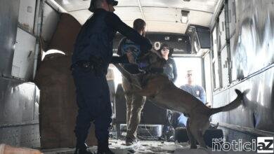 Canil da GMJ conclui curso de Detecção para Operadores de cães