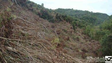 Combate contra supressão vegetal é feita