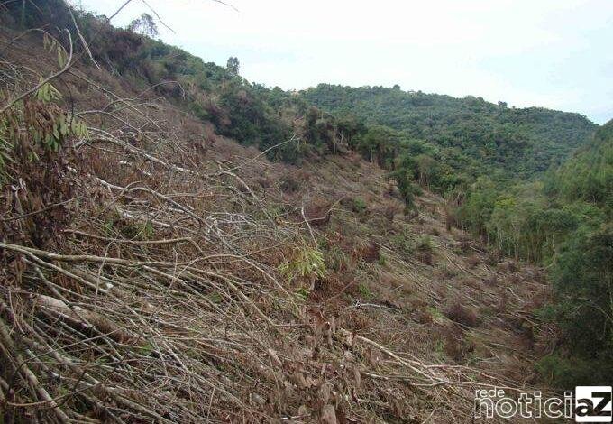 Combate contra supressão vegetal é feita