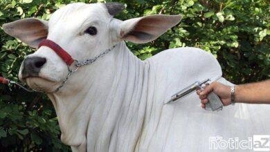 Vacina contra a febre aftosa começa