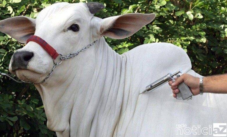 Vacina contra a febre aftosa começa