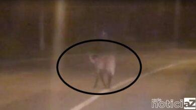 Lobo-guará é visto na marginal do Rio Jundiaí