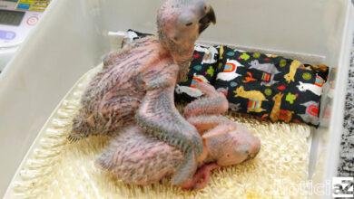 Zooparque de Itatiba presencia nascimento inédito