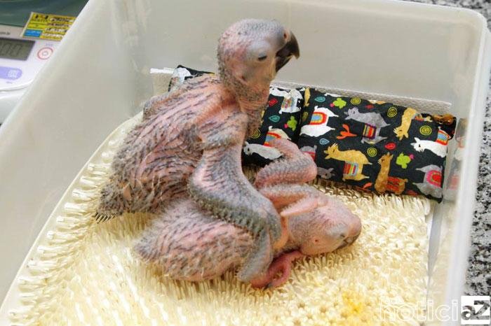 Zooparque de Itatiba presencia nascimento inédito