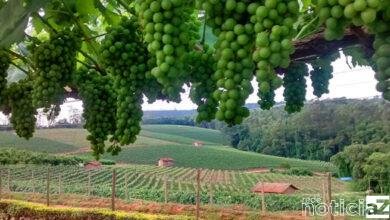 Cidades organizam volta do Circuito das Frutas