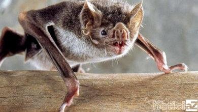 Casos de raiva em morcego são confirmados