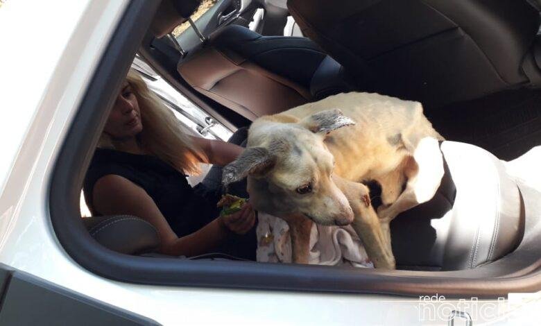 Polícia Ambiental descobre maus tratos a animais