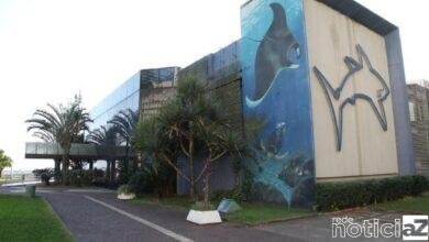 Foram prorrogadas as inscrições para os cursos virtuais do Aquário de Santos. Agora, crianças de todas as idades podem se inscrever na programação de férias