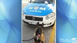 GM faz grande apreensão de drogas em Itatiba