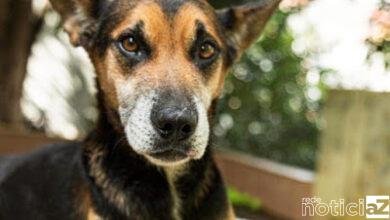 Depois de ser jogado de um viaduto o cão guerreiro precisa de um lar