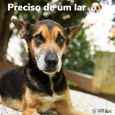 Depois de ser jogado de um viaduto o cão guerreiro precisa de um lar