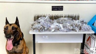 Cão Gold ajuda na apreensão de mais de 1 mil porções de drogas