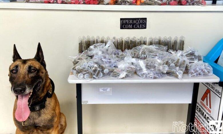 Cão Gold ajuda na apreensão de mais de 1 mil porções de drogas