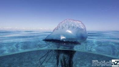 Caravelas-portuguesas; "causam" no mar de Peruíbe