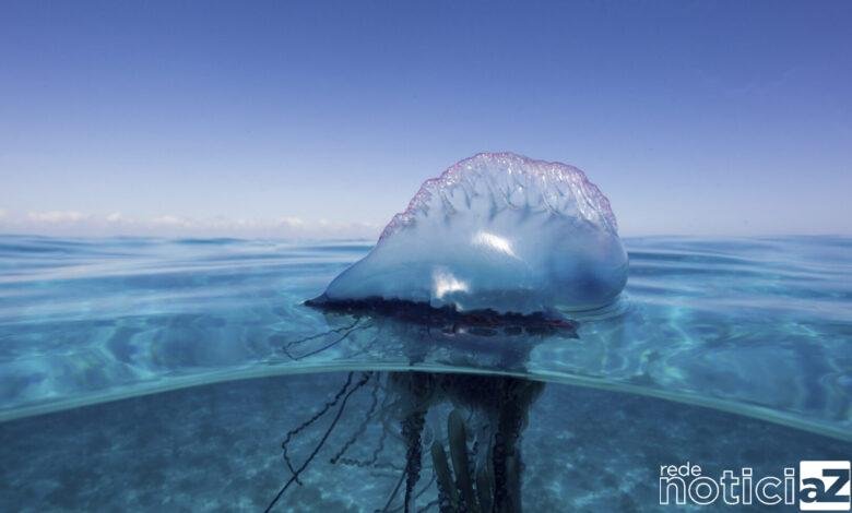 Caravelas-portuguesas; "causam" no mar de Peruíbe
