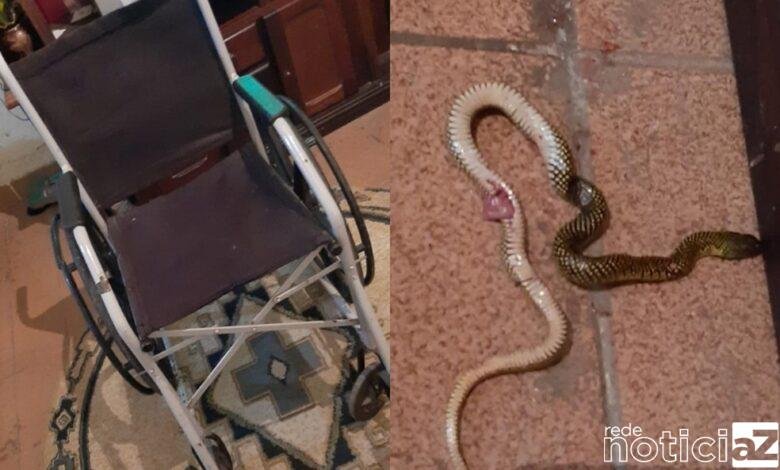Após enchente mulher acha cobra na cadeira de rodas