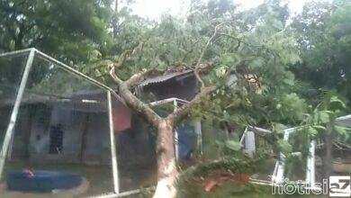 Árvores atingem abrigo de gatos, mata dois animais e ONG precisa de ajuda