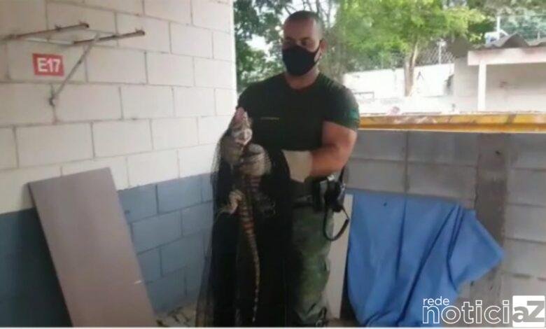 Lagarto é resgatado em condomínio
