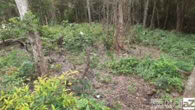 Policia Ambiental flagra desmatamento em Itupeva