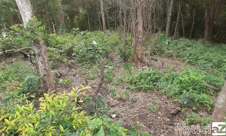 Policia Ambiental flagra desmatamento em Itupeva