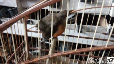 PMA encontra aves silvestres em cativeiro
