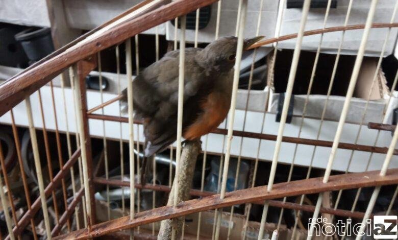 PMA encontra aves silvestres em cativeiro