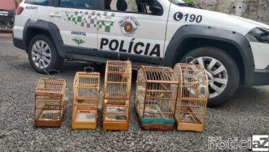 Polícia Militar Ambiental apreende 05 pássaros silvestres em cativeiro