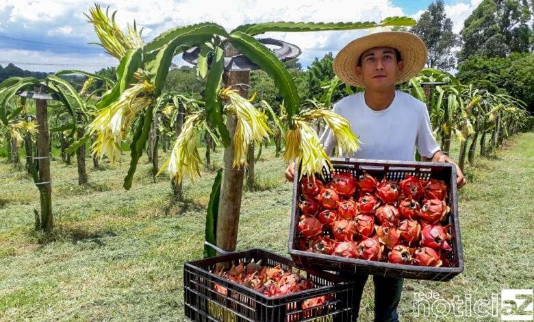 Cultivo da exótica pitaia ganha espaço em Jundiaí