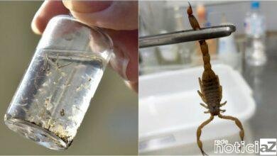 Campanha contra o Aedes aegypti e escorpiões é lançada