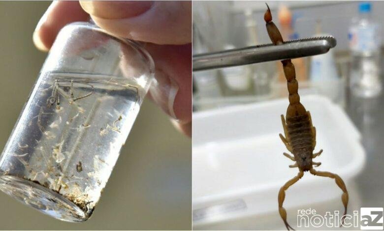 Campanha contra o Aedes aegypti e escorpiões é lançada