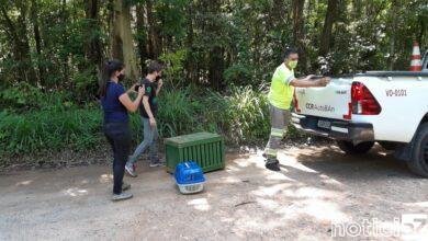 Quati resgatado na Rodovia dos Bandeirantes é devolvido à natureza