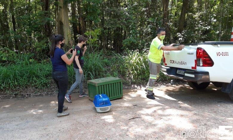 Quati resgatado na Rodovia dos Bandeirantes é devolvido à natureza