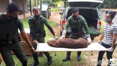 GM Florestal salva capivara