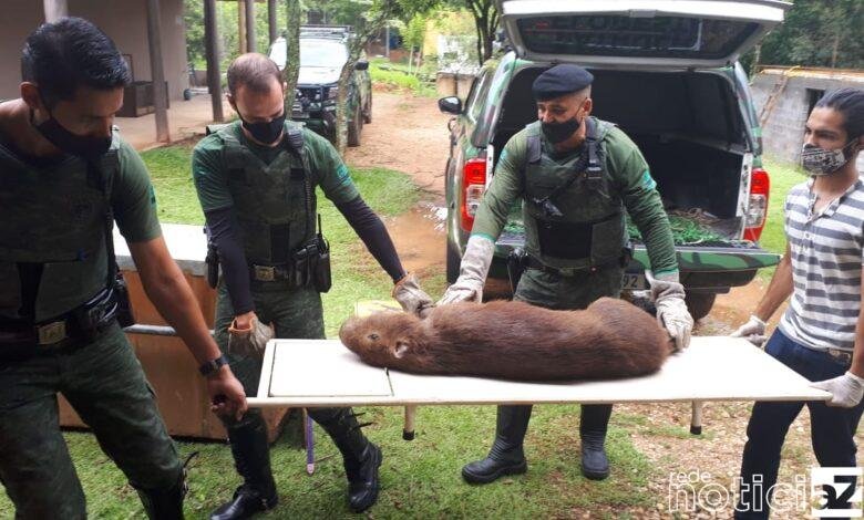 GM Florestal salva capivara
