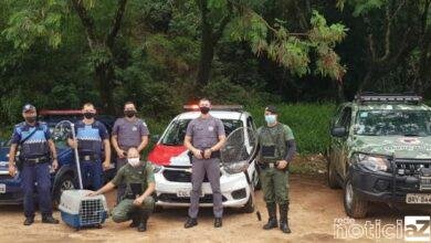 Guarda Municipal e Polícia Militar salvam cachorros