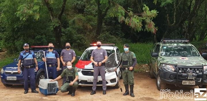 Guarda Municipal e Polícia Militar salvam cachorros