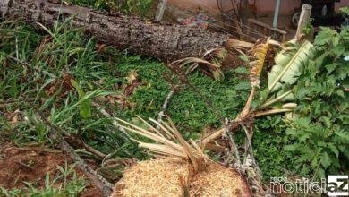 Homem corta duas araucárias; leva multa e vai responder na Justiça