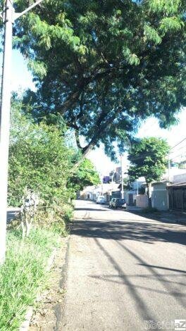 Árvore inclinada e perto da rede elétrica deixa moradores preocupados