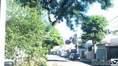 Árvore inclinada e perto da rede elétrica deixa moradores preocupados