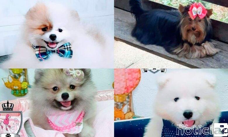 Quadrilha rouba mais de 30 cães de raça