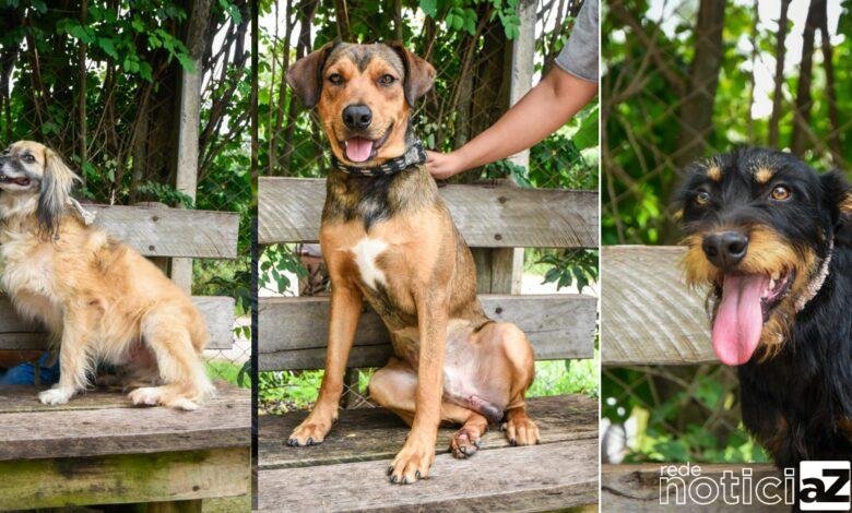 Cães e gatos estão disponíveis para adoção em Jundiaí