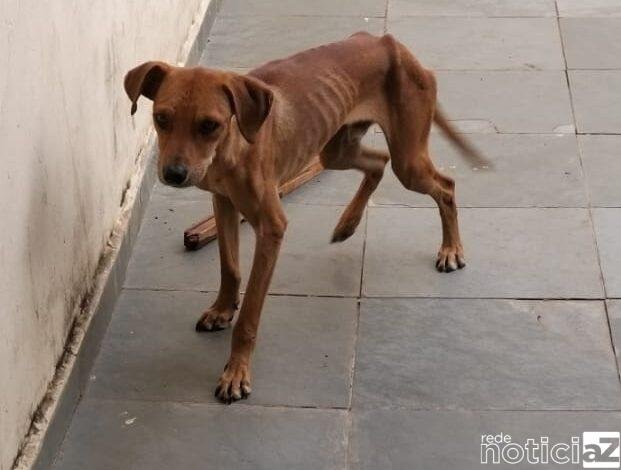 Maus tratos a cães rende multa de 6 mil reais e dono vai para a cadeia