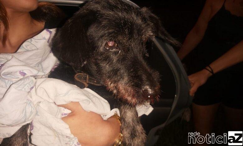 Cadela perdida procura pelo dono em Várzea Paulista