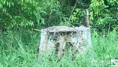 A empresa dona de um terreno foi multado em R$ 8000,00 (oito mil reais) pelo corte de uma árvore na rodovia Engenheiro Constâncio Cintra, Km 74,em Itatiba, SP. 