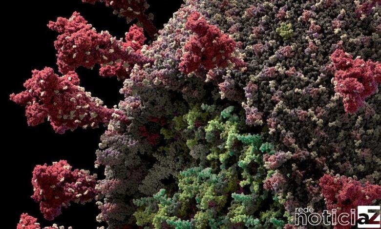Dois casos de mutação do coronavírus são descartados