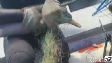 Golfinho é salvo por pescador; volta ao mar e ganha beijo